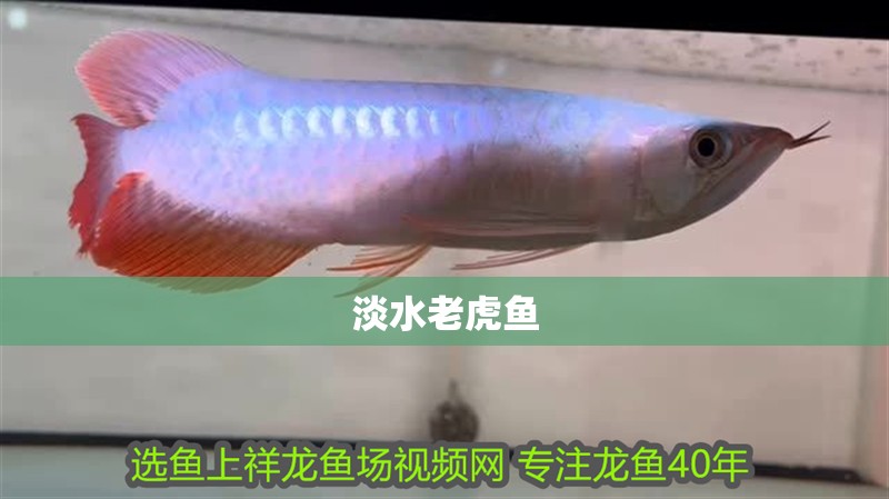 淡水老虎魚