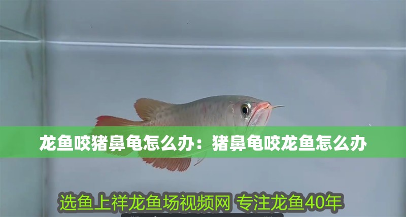 龍魚咬豬鼻龜怎么辦：豬鼻龜咬龍魚怎么辦