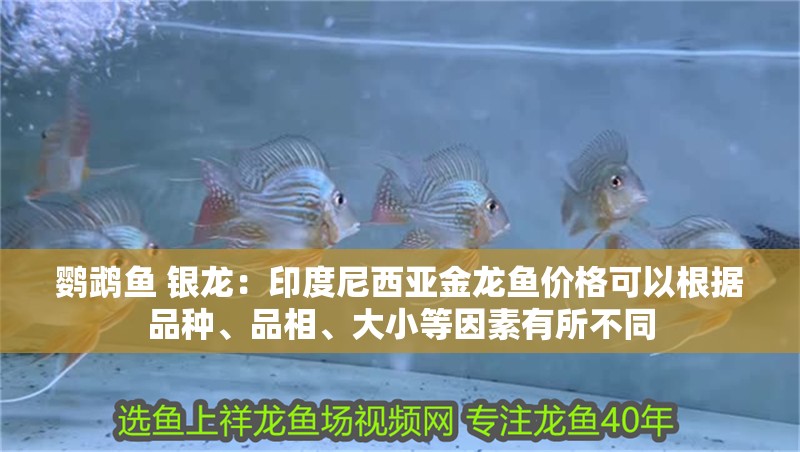 鸚鵡魚(yú) 銀龍：印度尼西亞金龍魚(yú)價(jià)格可以根據(jù)品種、品相、大小等因素有所不同