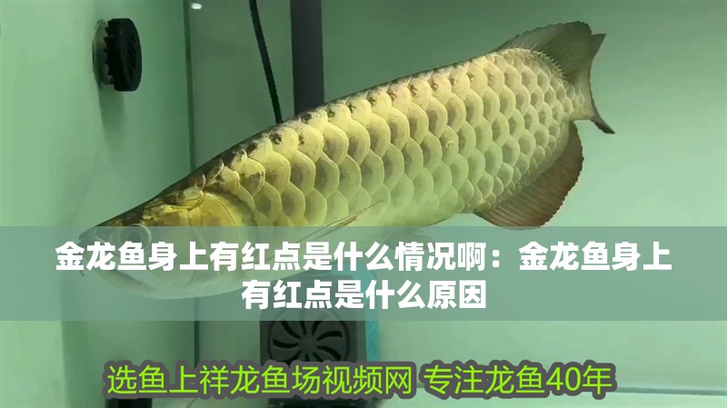 金龍魚身上有紅點是什么情況啊：金龍魚身上有紅點是什么原因