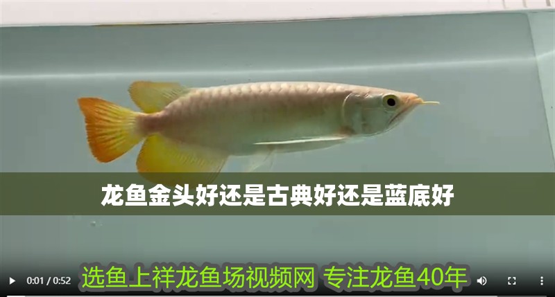 龍魚金頭好還是古典好還是藍(lán)底好