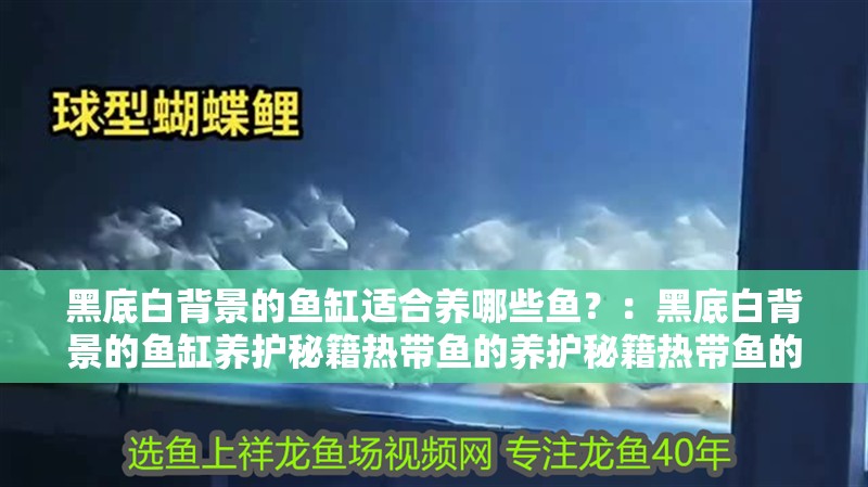 黑底白背景的魚缸適合養哪些魚？：黑底白背景的魚缸養護秘籍熱帶魚的養護秘籍熱帶魚的養護秘籍