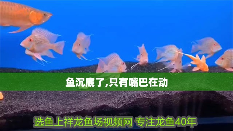 魚沉底了,只有嘴巴在動