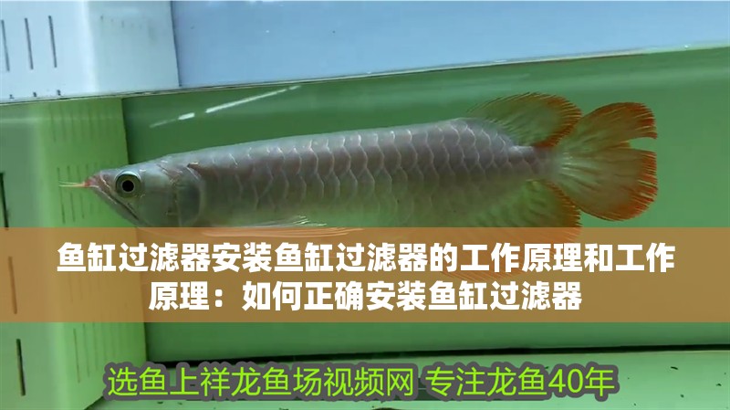 魚缸過濾器安裝魚缸過濾器的工作原理和工作原理：如何正確安裝魚缸過濾器