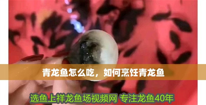 青龍魚怎么吃，如何烹飪青龍魚