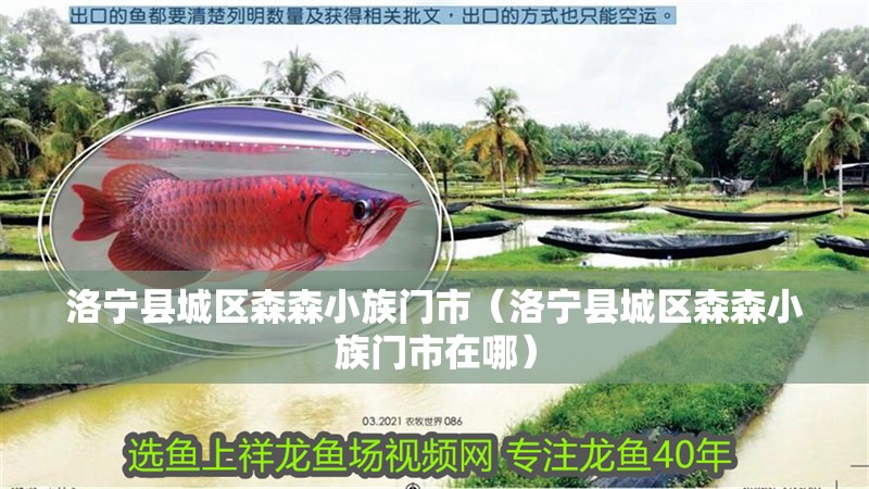 洛寧縣城區森森小族門市（洛寧縣城區森森小族門市在哪）