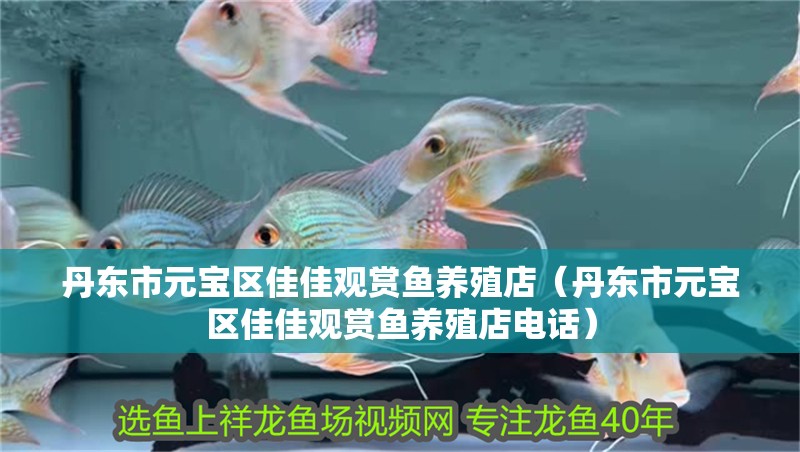 丹東市元寶區佳佳觀賞魚養殖店（丹東市元寶區佳佳觀賞魚養殖店電話）