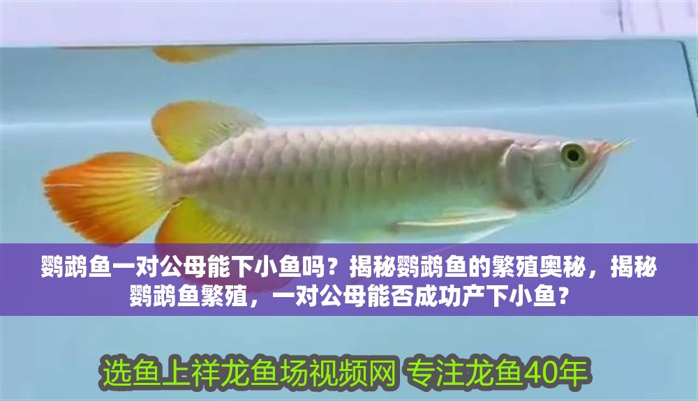 鸚鵡魚一對公母能下小魚嗎？揭秘鸚鵡魚的繁殖奧秘，揭秘鸚鵡魚繁殖，一對公母能否成功產下小魚？