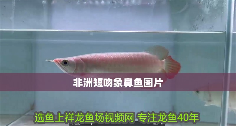 非洲短吻象鼻魚圖片 非洲短吻象鼻魚圖片 龍魚論壇