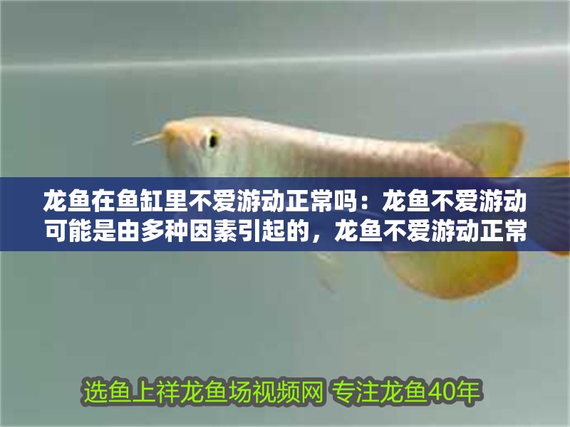 龍魚在魚缸里不愛游動正常嗎：龍魚不愛游動可能是由多種因素引起的，龍魚不愛游動正常嗎