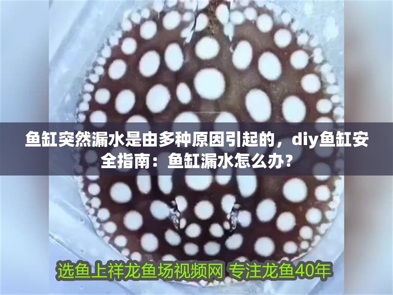 我的虎魚真菌感染了要怎么處理 魚缸突然漏水是由多種原因引起的,diy魚缸安全指南:魚缸漏水怎么辦? 魚缸百科 魚缸突然漏水是由多種原因引起的,diy魚缸安全指南:魚缸漏水怎么辦? 魚缸突然漏水是由多種原因引起的,diy魚缸安全指南:魚缸漏水怎么辦? 魚缸百科