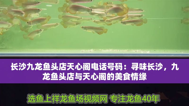 長沙九龍魚頭店天心閣電話號碼：尋味長沙，九龍魚頭店與天心閣的美食情緣