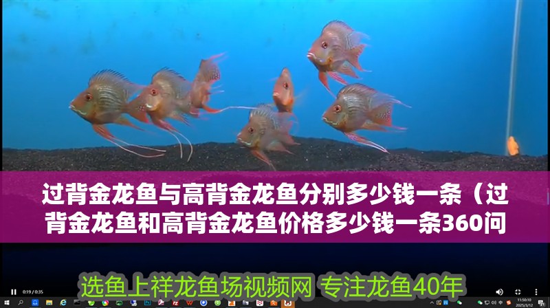 過背金龍魚與高背金龍魚分別多少錢一條（過背金龍魚和高背金龍魚價(jià)格多少錢一條360問答）