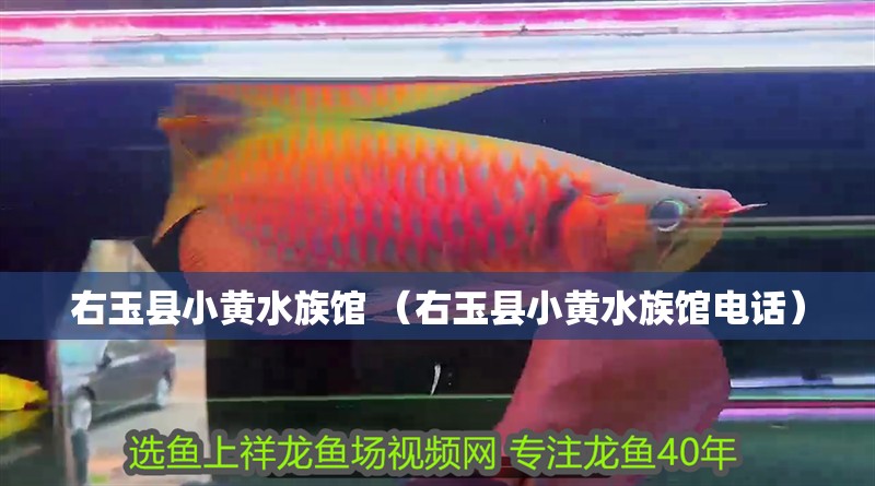 <strong><mark>右玉</mark></strong>縣小黃水族館 （<strong><mark>右玉</mark></strong>縣小黃水族館電話）