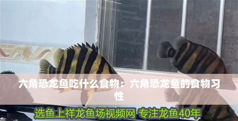 六角恐龍魚吃什么食物：六角恐龍魚的食物習性