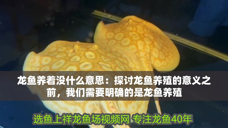 龍魚養著沒什么意思：探討龍魚養殖的意義之前，我們需要明確的是龍魚養殖