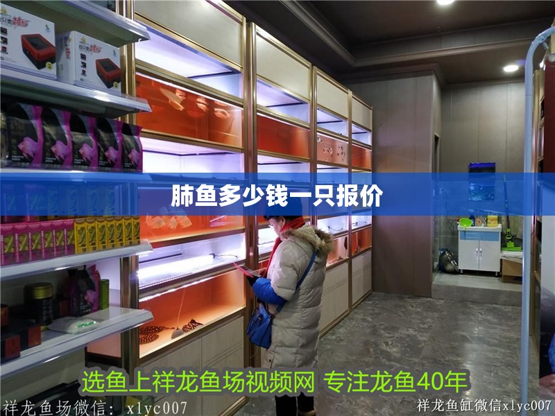 肺魚多少錢一只報價