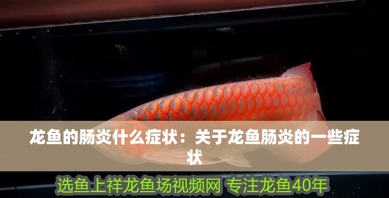 龍魚的腸炎什么癥狀：關于龍魚腸炎的一些癥狀