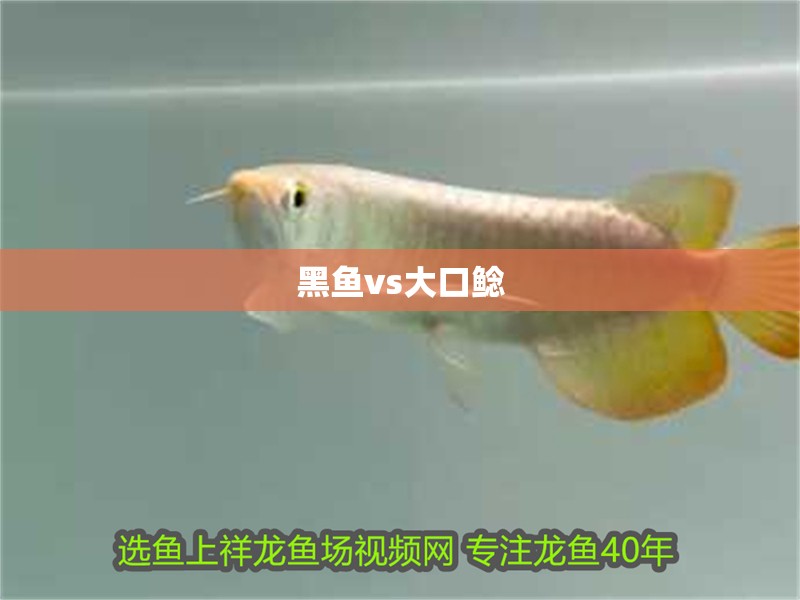 黑魚vs大口鯰