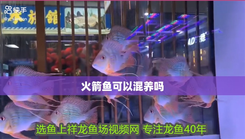 火箭魚可以混養嗎