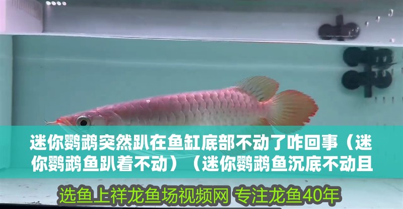 迷你鸚鵡突然趴在魚(yú)缸底部不動(dòng)了咋回事（迷你鸚鵡魚(yú)趴著不動(dòng)）（迷你鸚鵡魚(yú)沉底不動(dòng)且不愛(ài)動(dòng)的原因）