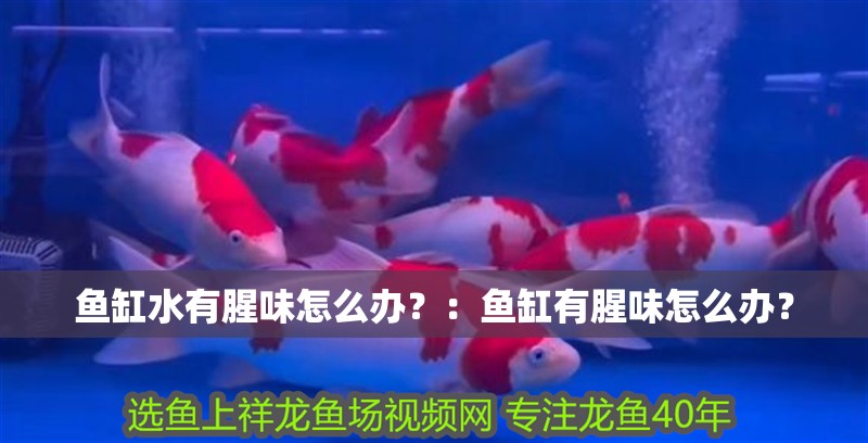 魚缸水有腥味怎么辦？：魚缸有腥味怎么辦？