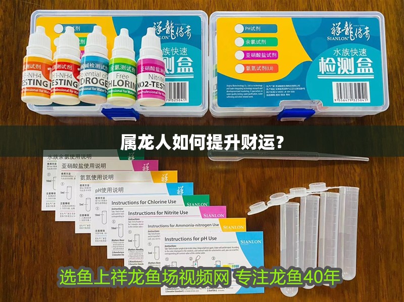 屬龍人如何提升財運？