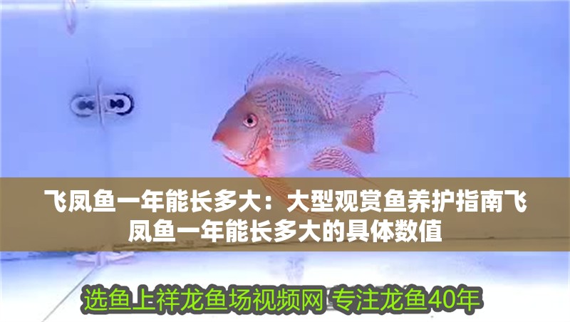 飛鳳魚一年能長多大：大型觀賞魚養(yǎng)護(hù)指南飛鳳魚一年能長多大的具體數(shù)值 飛鳳魚一年能長多大：大型觀賞魚養(yǎng)護(hù)指南飛鳳魚一年能長多大的具體數(shù)值 魚缸百科