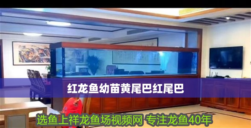 紅龍魚幼苗黃尾巴紅尾巴