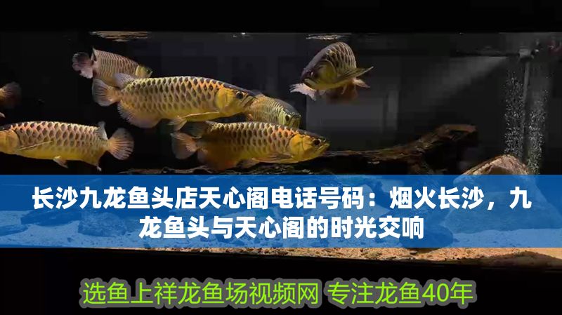 長沙九龍魚頭店天心閣電話號碼：煙火長沙，九龍魚頭與天心閣的時光交響