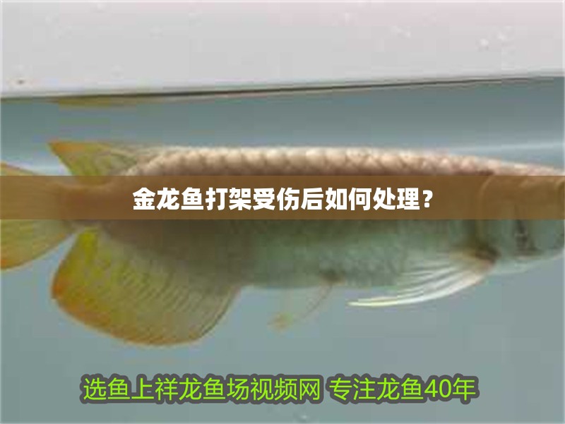 金龍魚(yú)打架受傷后如何處理？