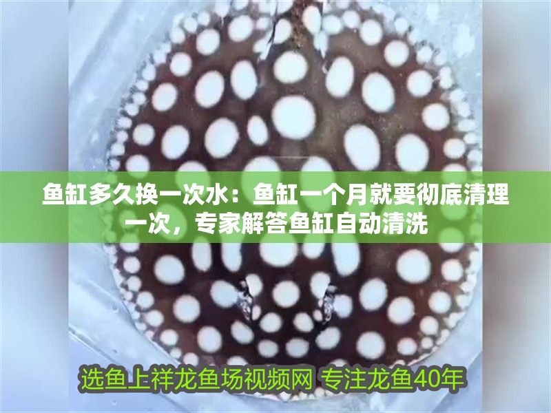 魚缸多久換一次水：魚缸一個月就要徹底清理一次，專家解答魚缸自動清洗