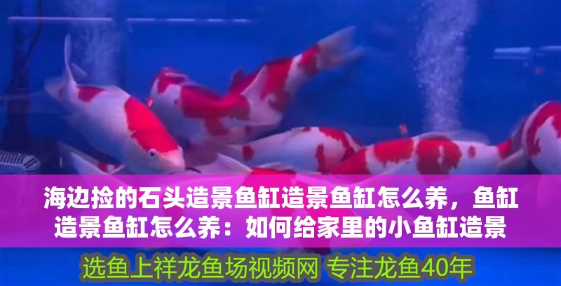 海邊撿的石頭造景魚缸造景魚缸怎么養，魚缸造景魚缸怎么養：如何給家里的小魚缸造景