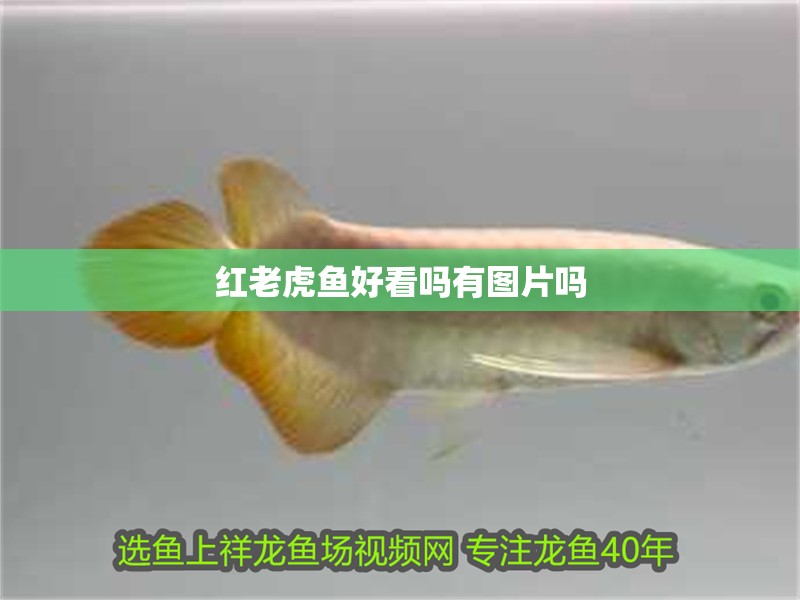 紅老虎魚好看嗎有圖片嗎