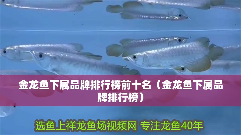 金龍魚下屬品牌排行榜前十名（金龍魚下屬品牌排行榜）