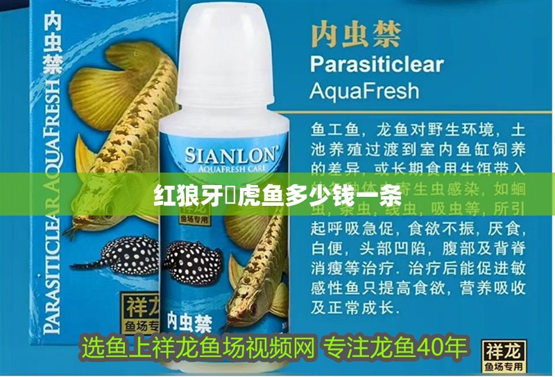 紅狼牙鰕虎魚多少錢一條