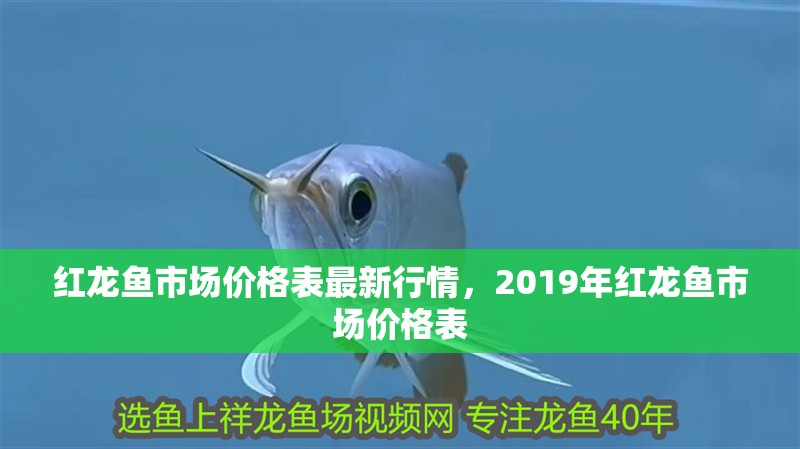 紅龍魚市場價格表最新行情，2019年紅龍魚市場價格表