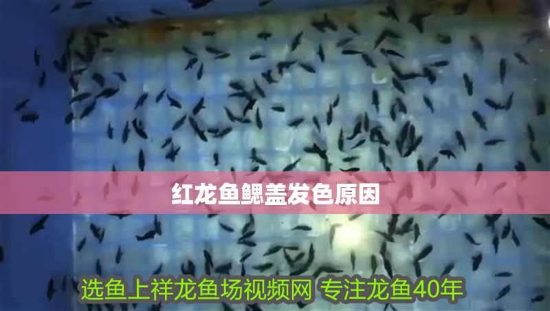 紅龍魚鰓蓋發色原因