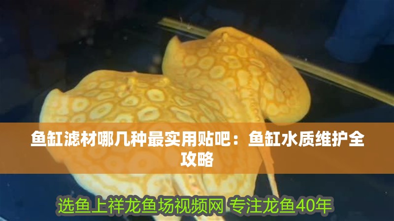 魚缸濾材哪幾種最實用貼吧：魚缸水質維護全攻略