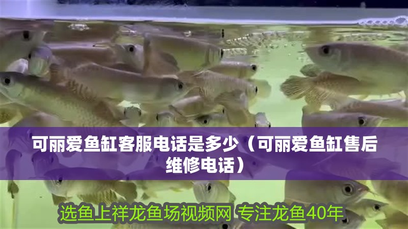 我的虎魚真菌感染了要怎么處理 可麗愛魚缸客服電話是多少(可麗愛魚缸售后維修電話) 魚缸百科 可麗愛魚缸客服電話是多少(可麗愛魚缸售后維修電話) 可麗愛魚缸客服電話是多少(可麗愛魚缸售后維修電話) 魚缸百科