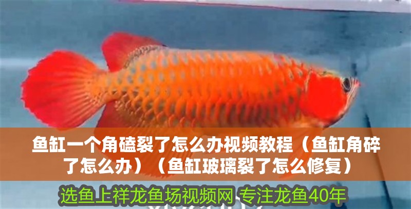 魚缸一個角磕裂了怎么辦視頻教程（魚缸角碎了怎么辦）（魚缸玻璃裂了怎么修復）