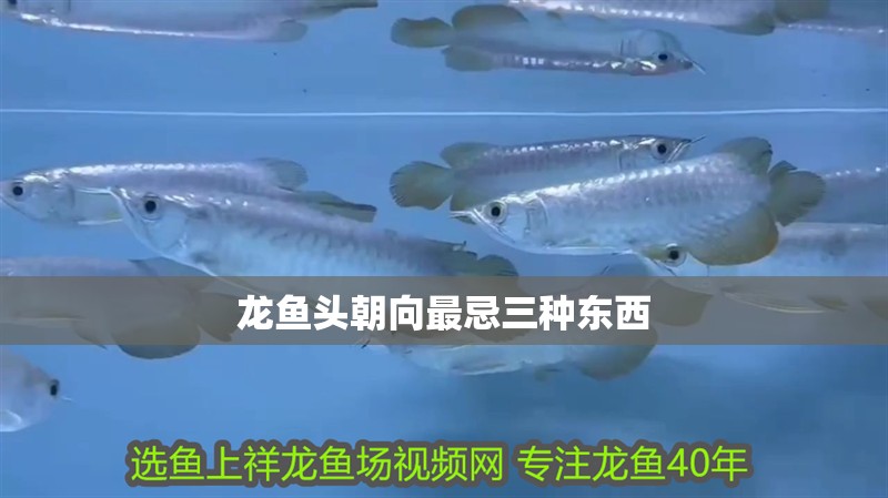 龍魚頭朝向最忌三種東西 龍魚頭朝向最忌三種東西 龍魚論壇