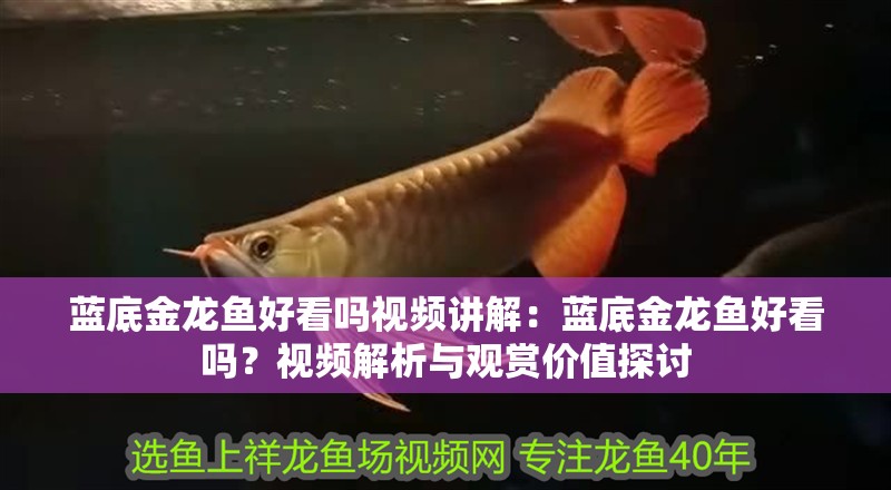 藍底金龍魚好看嗎視頻講解：藍底金龍魚好看嗎？視頻解析與觀賞價值探討