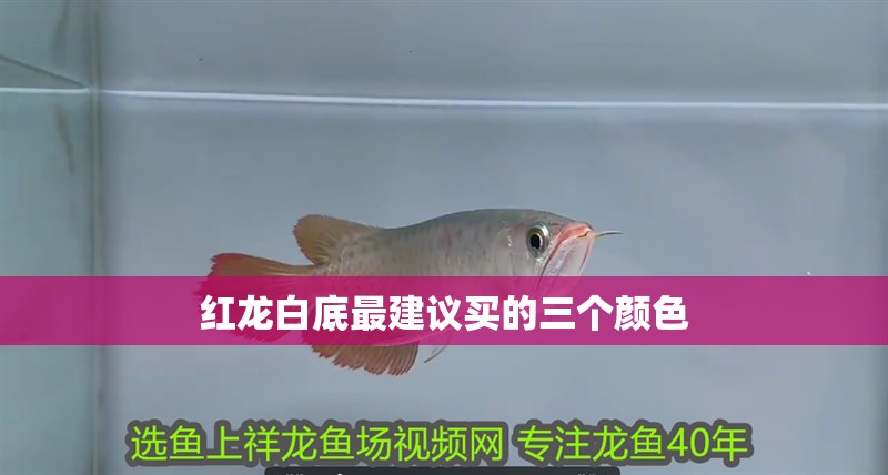 紅龍白底最建議買的三個顏色