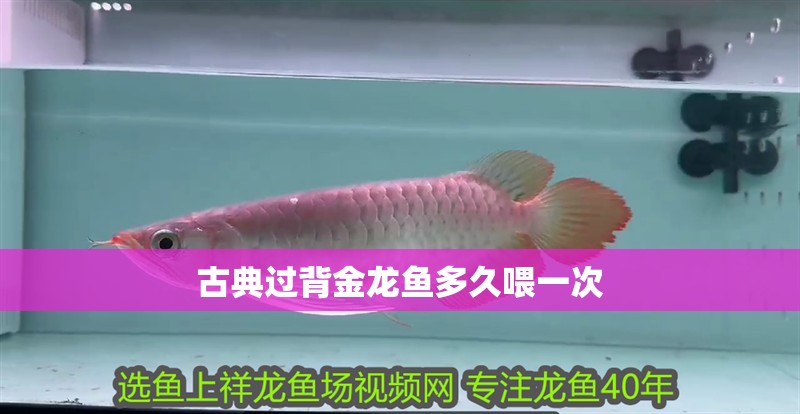 古典過背金龍魚多久喂一次