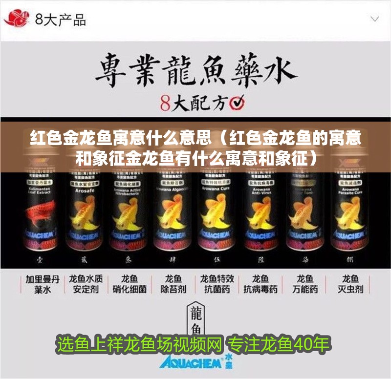 紅色金龍魚寓意什么意思（紅色金龍魚的寓意和象征金龍魚有什么寓意和象征）