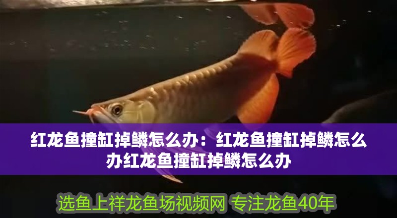紅龍魚撞缸掉鱗怎么辦：紅龍魚撞缸掉鱗怎么辦紅龍魚撞缸掉鱗怎么辦 紅龍魚撞缸掉鱗怎么辦：紅龍魚撞缸掉鱗怎么辦紅龍魚撞缸掉鱗怎么辦 龍魚百科