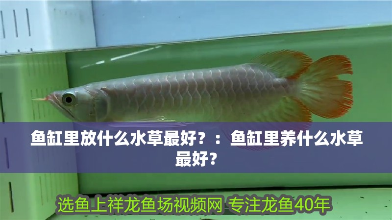 魚缸里放什么水草最好？：魚缸里養什么水草最好？