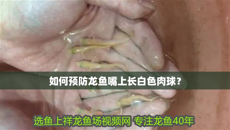 如何預(yù)防龍魚(yú)嘴上長(zhǎng)白色肉球？