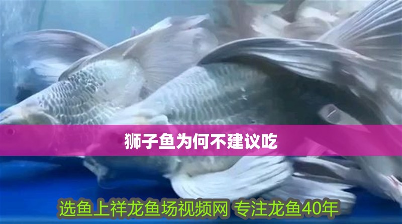 獅子魚為何不建議吃 獅子魚為何不建議吃 龍魚論壇